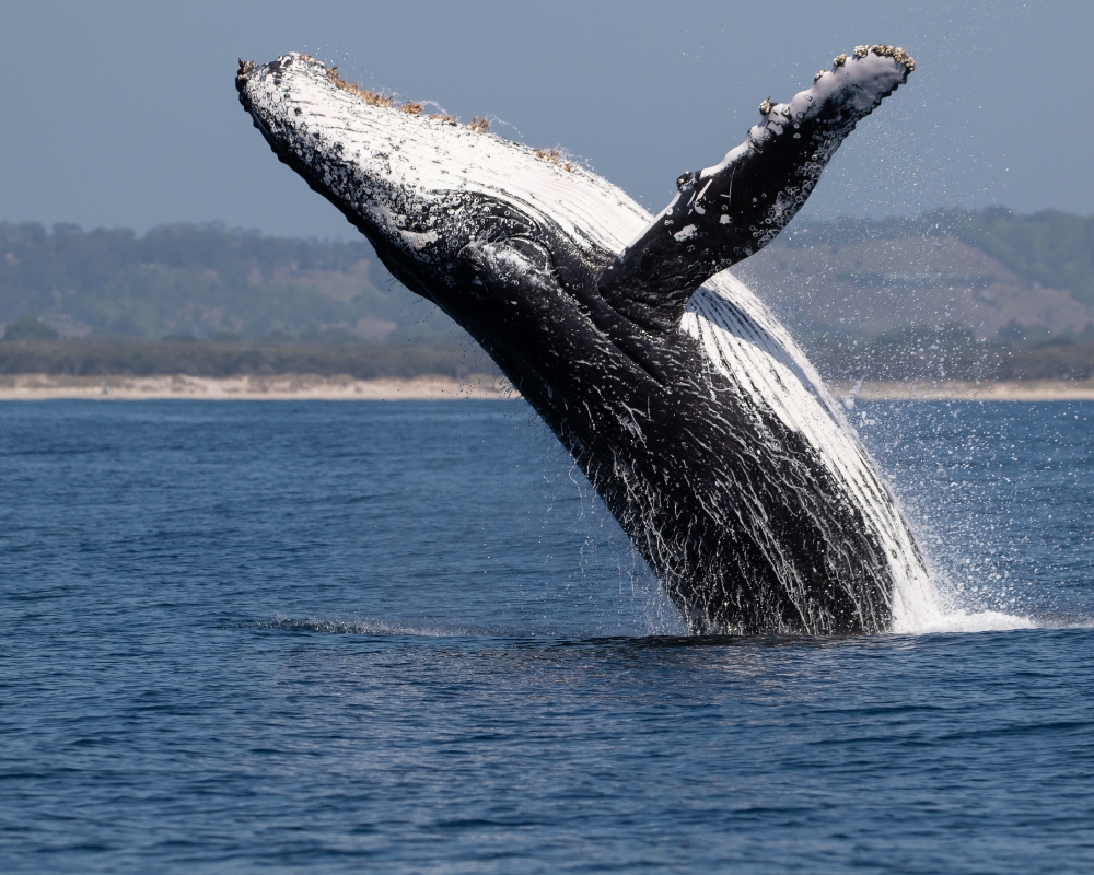 Whale breaching out of the water