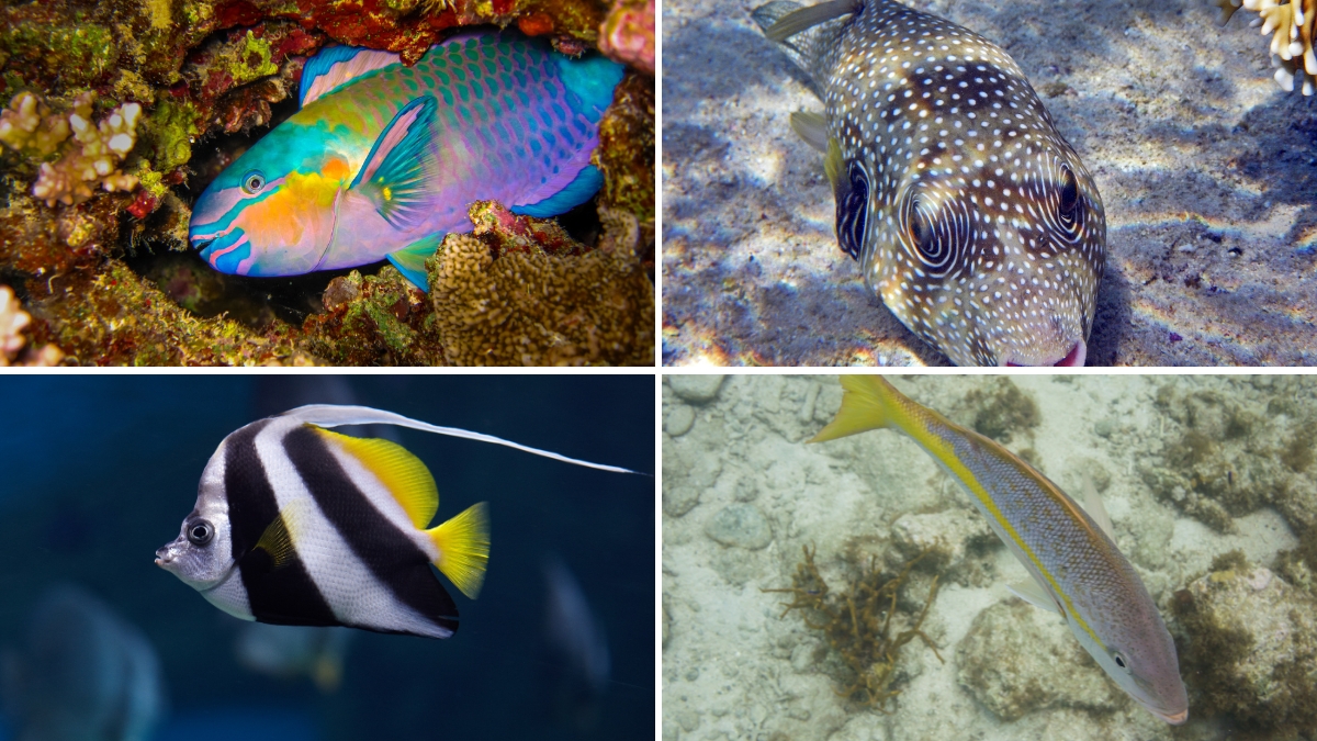 Parrotfish, Pufferfish, Angelfish and Yellowtail fish