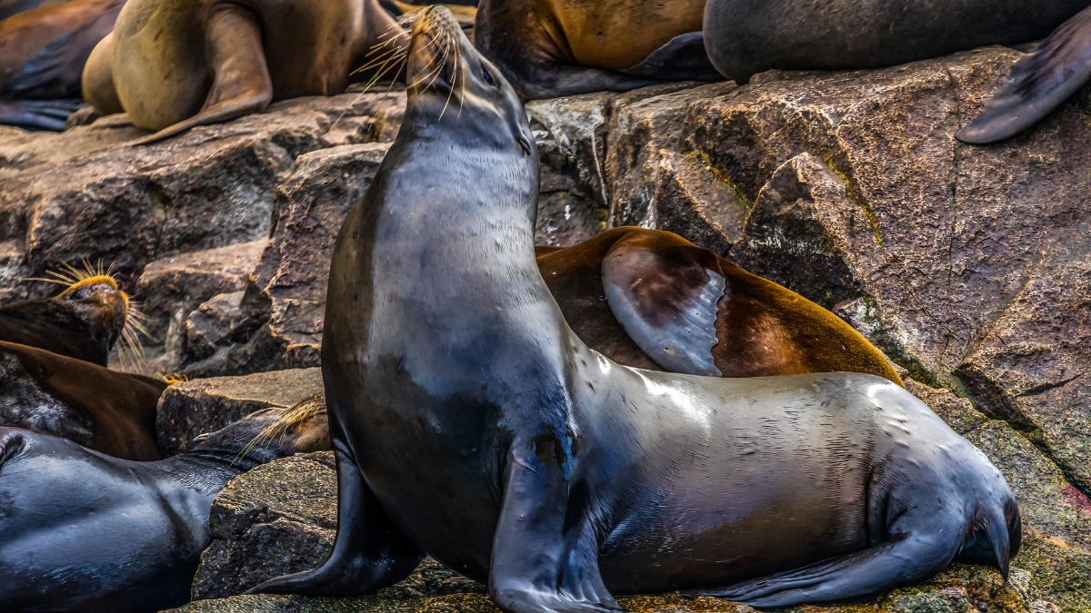 California Sea Lions at Cabo Bay