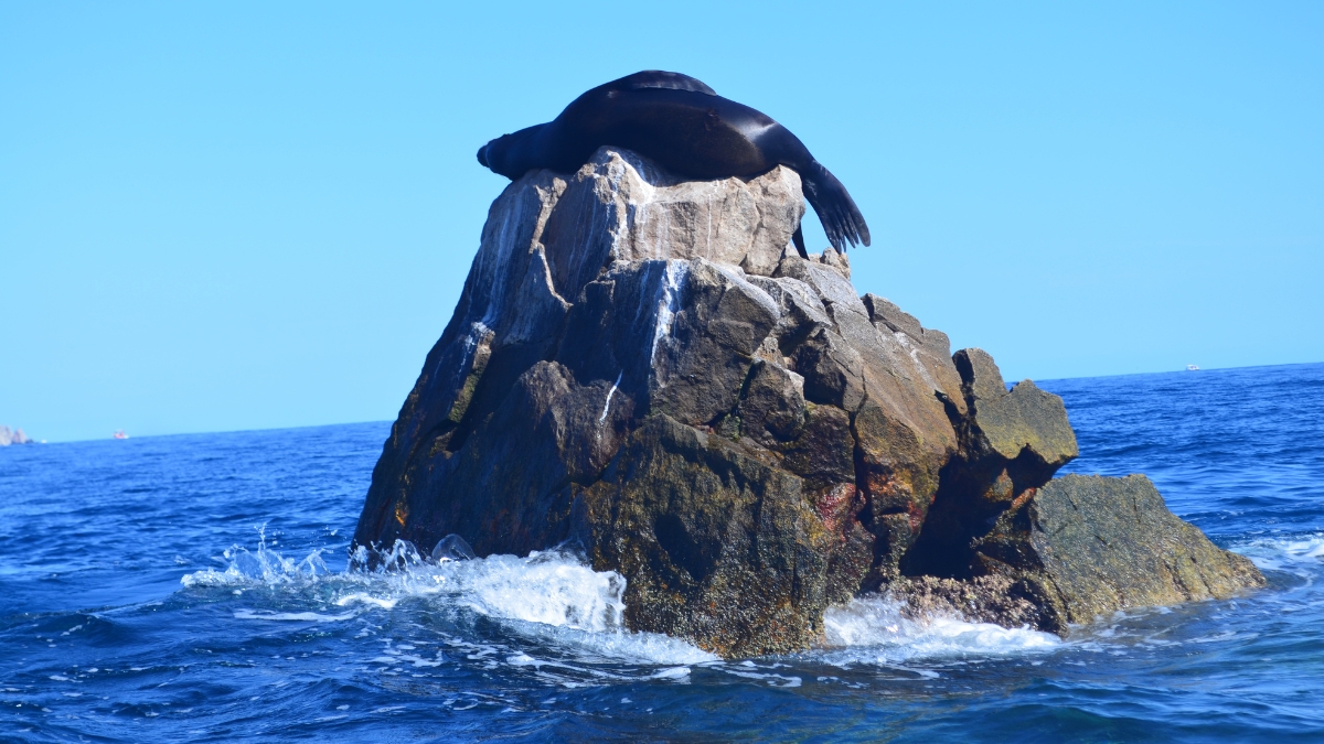 Sea Lion behaviour in their habitat - relaxing on a rock in Cabo Bay.