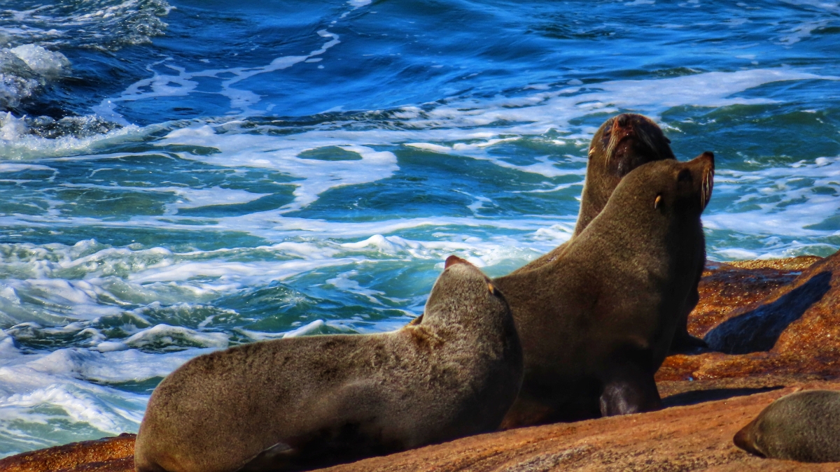 Sea Lions at Cabo San Lucas Bay 