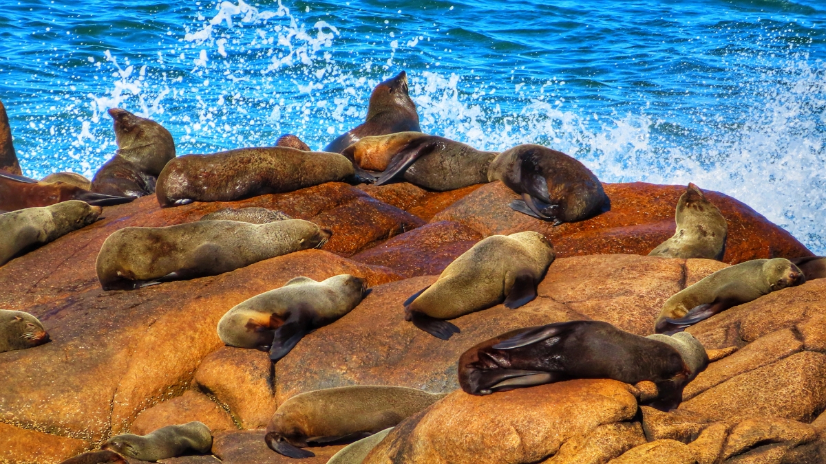 Sea Lion basking under the sun at Cabo Bay