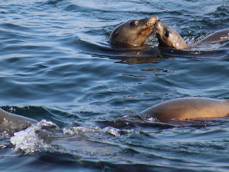 Sea Lions play in the water near the Arch of Cabo at Land's End