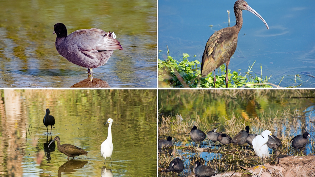 Many Bird species thrive at the San José del Cabo's Estuary
