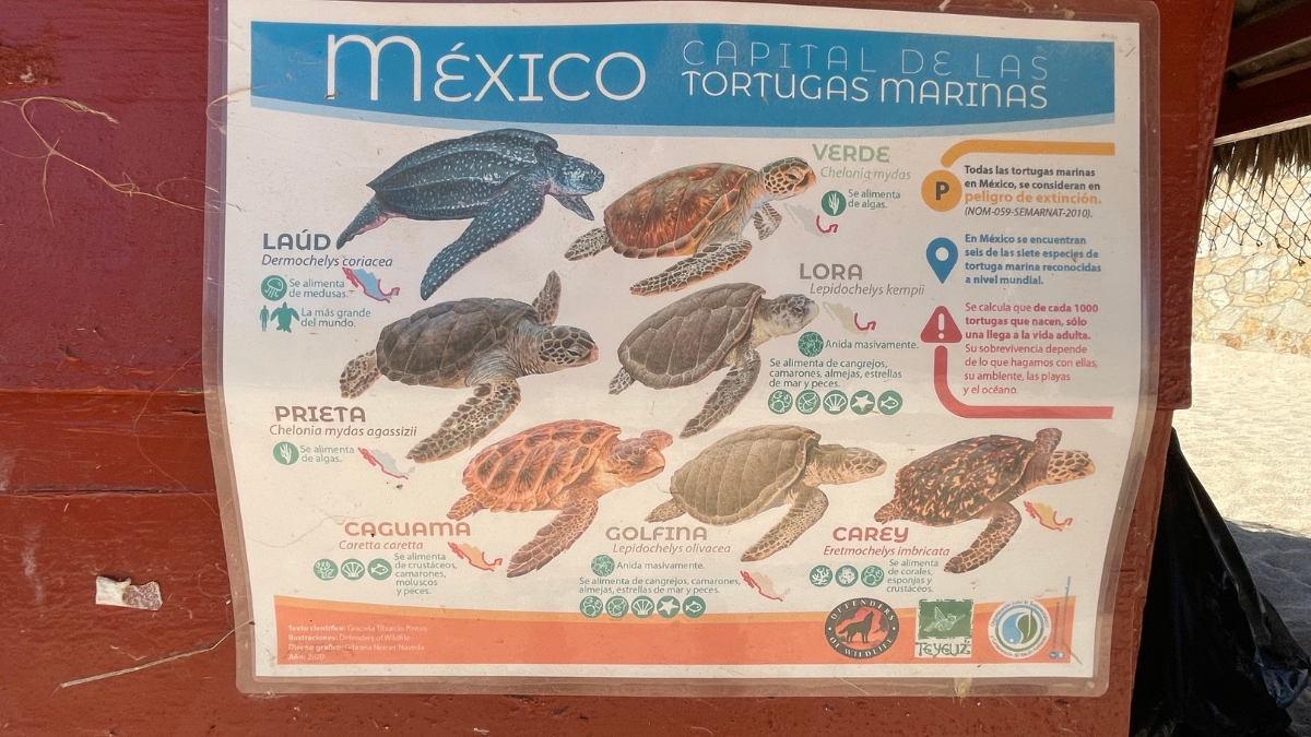 Sign telling about the Sea Turtles on site