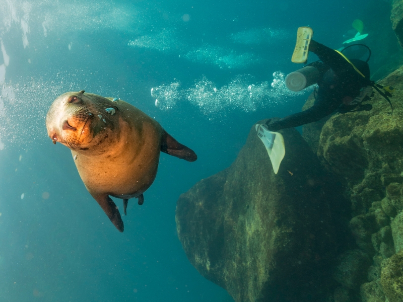 Diving with Sea Lions at the Land's End area