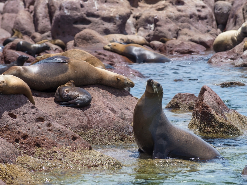 The Sea Lions colony at the island basking under the sun