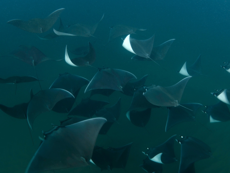 Close-up of colorful Mobula Rays, marine life around Pelican Rock.