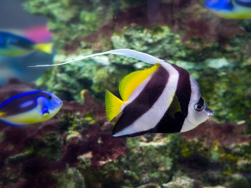 Close-up of colorful Moorish specie fish