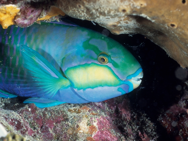 Close-up of colorful Parrotfish