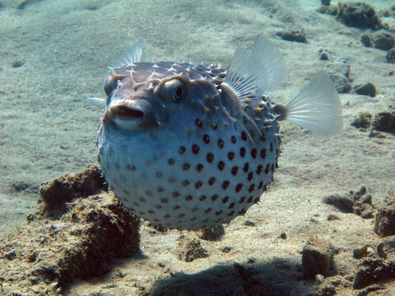 Pufferfish specie. Known for the area.