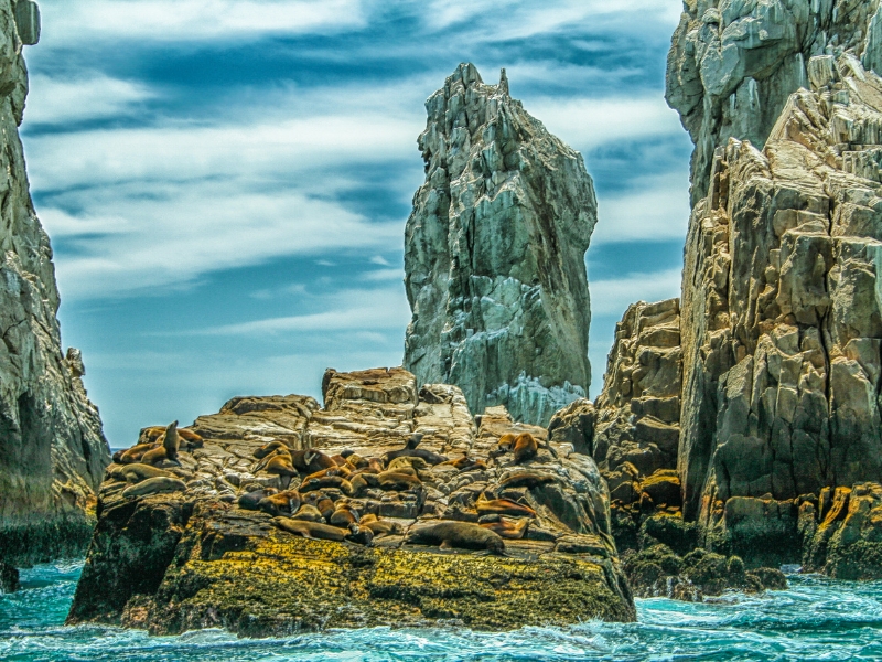 The Sea Lion Colony at Land's End