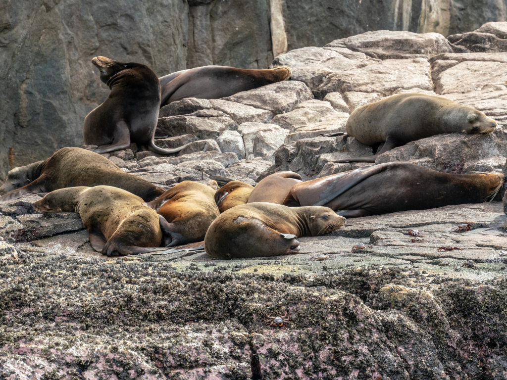 The sea lion colony in Cabo San Lucas Bay