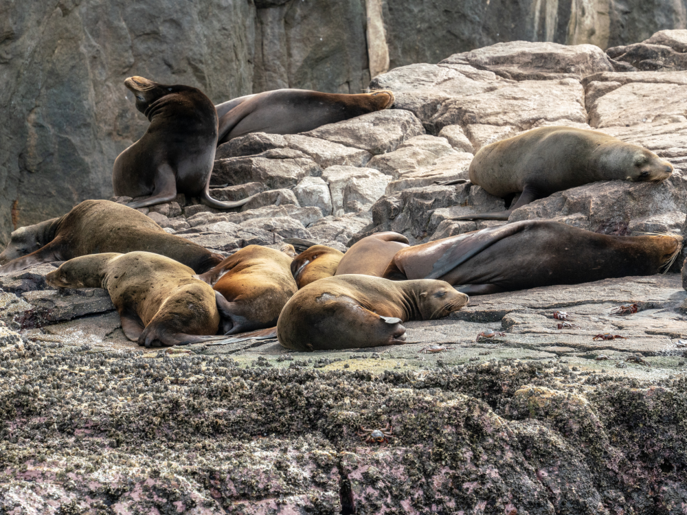 The sea lion colony in Cabo San Lucas Bay