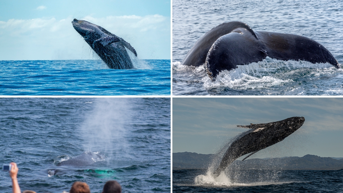 Whale-watching collage in Los Cabos