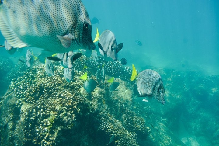 Chileno Bay clear water reef 