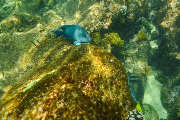 Chileno Bay Reef clear visibility