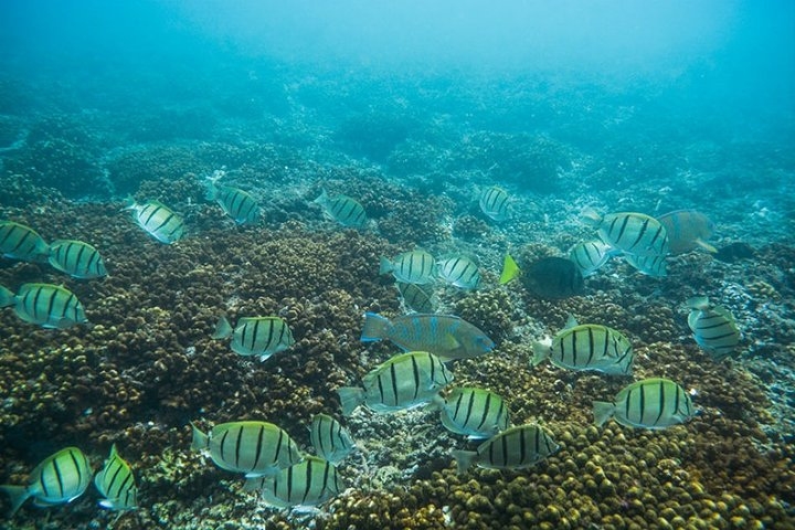 Chileno Bay Snorkeling with local reef fish