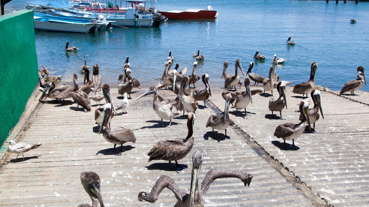 Cabo weather in June. Pelicans in Cabo San Lucas Marina
