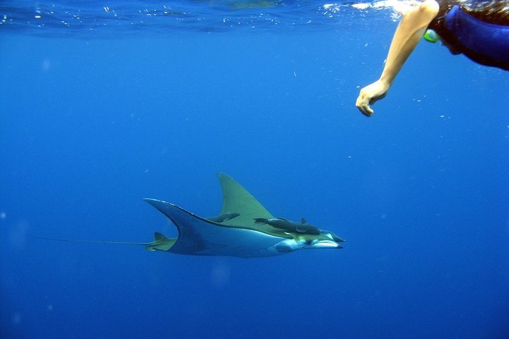 Snorkeler looking at manta ray