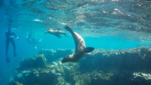Is Snorkeling Good in Cabo San Lucas? A Guide to the Best Snorkeling Spots in Cabo