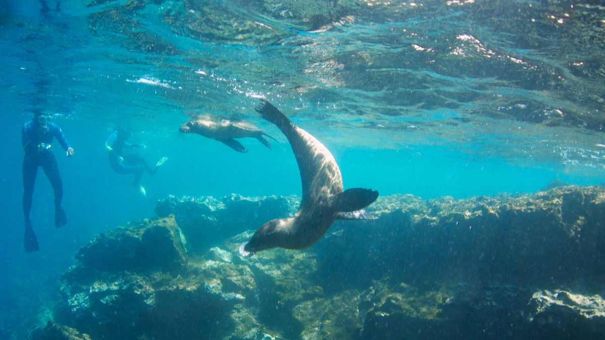 Is Snorkeling Good in Cabo San Lucas? | Snorkeling with Sealions