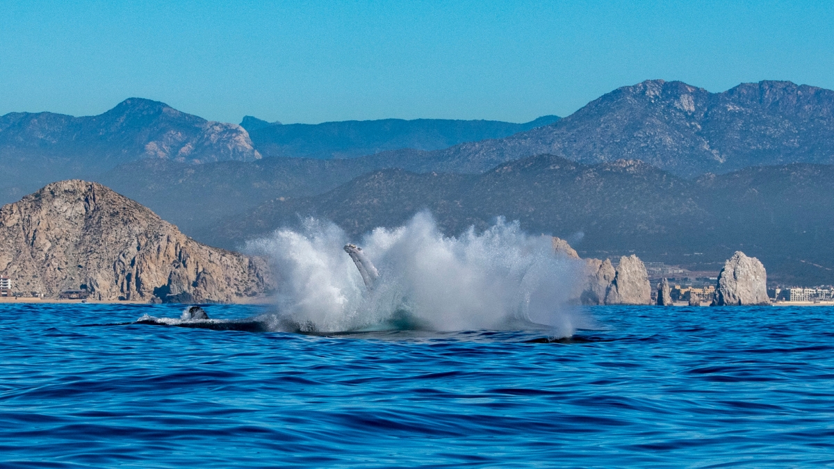 Whale watching near Cabo San Lucas Bay.