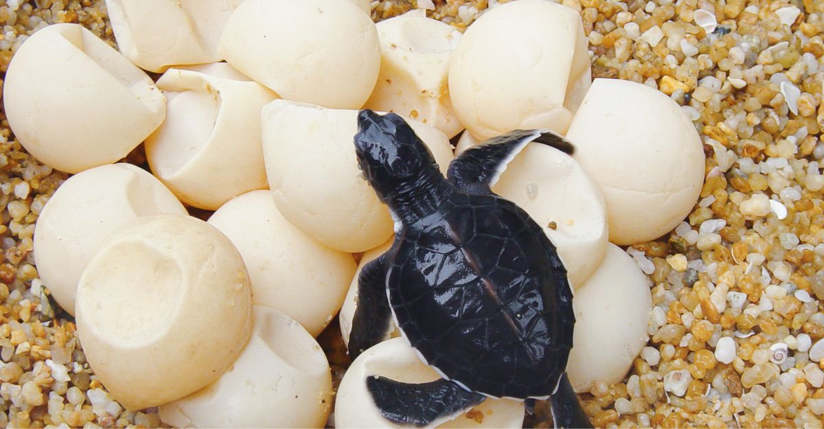 Young sea turtle scurrying across the unhitched eggs