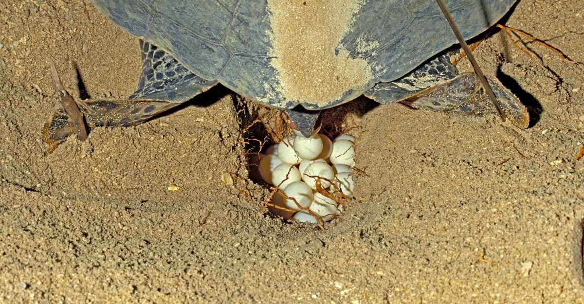 Olive Ridley Sea Turtle laying eggs
