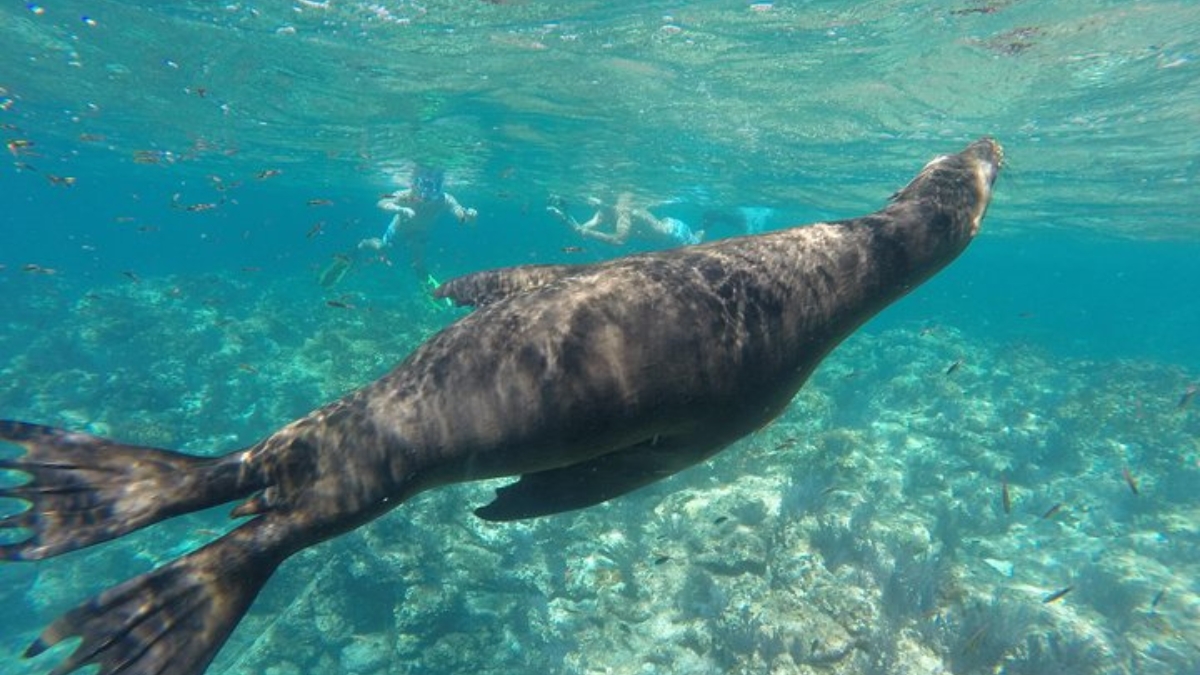 Sea lion swimming at the Isla Espiritu Santo