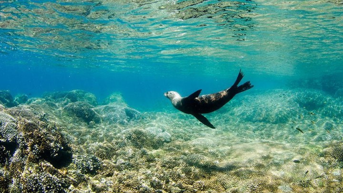 Sea lion swim at Cabo Pulmo