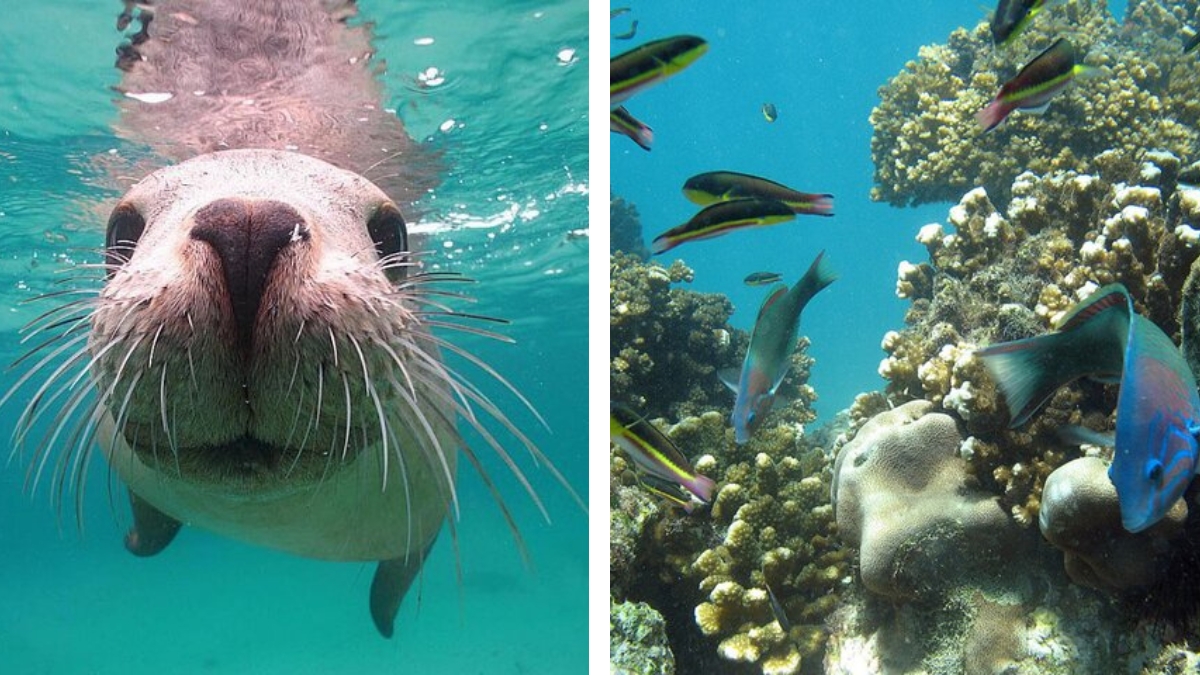 Sea lion, fish and corals on Cabo bay