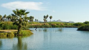 The San Jose del Cabo Estuary