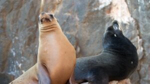 Sea Lions at Cabo Bay